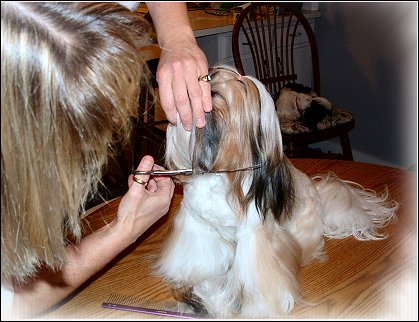Image: Shih Tzu Cut Down
