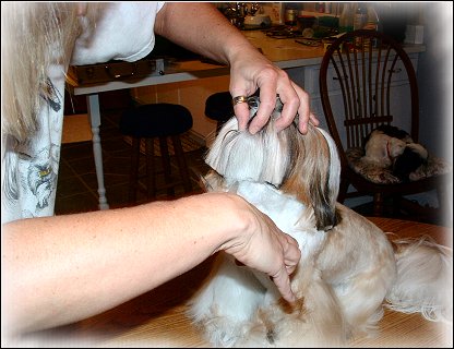 Image: Shih Tzu Cut Down