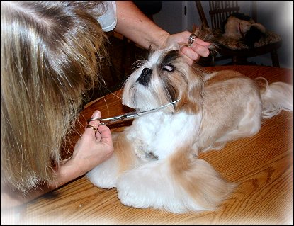 Shih tzu ear deals hair