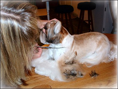 Image: Shih Tzu Cut Down