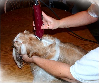Image: Shih Tzu Cut Down
