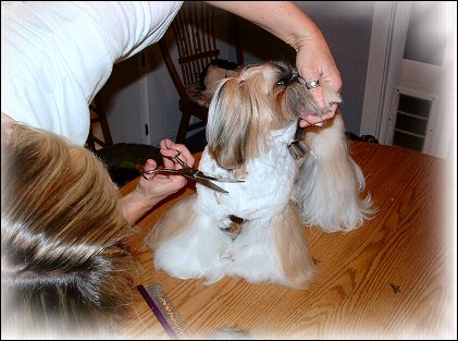 Image: Shih Tzu Cut Down