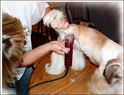 Image: Shih Tzu Cut Down