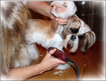 Image: Shih Tzu Cut Down