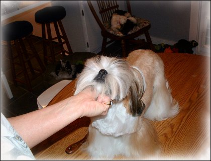 Image: Shih Tzu Cut Down