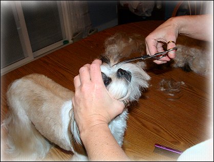 Image: Shih Tzu Cut Down