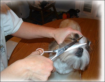 Image: Shih Tzu Cut Down