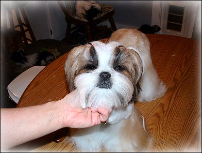 Image: Shih Tzu Cut Down