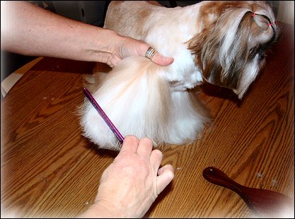Image: Shih Tzu Cut Down