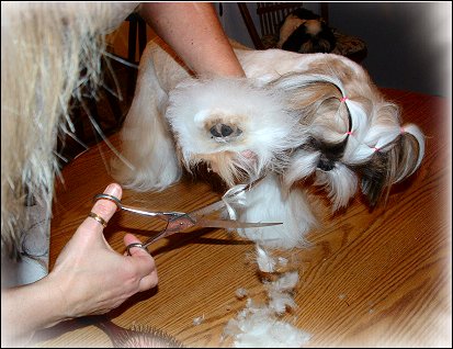 Image: Shih Tzu Cut Down