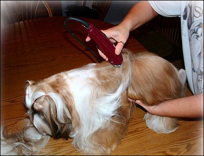 Image: Shih Tzu Cut Down