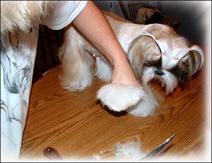 Image: Shih Tzu Cut Down