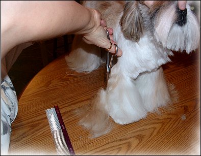 Image: Shih Tzu Cut Down