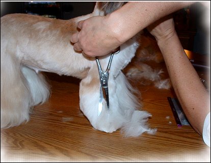 Image: Shih Tzu Cut Down