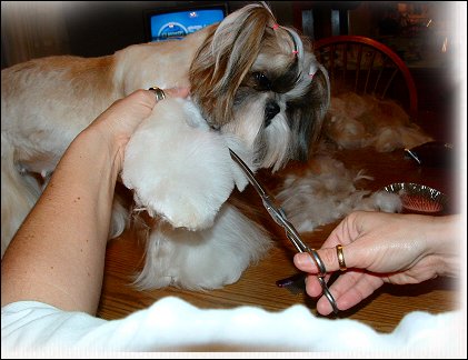Image: Shih Tzu Cut Down