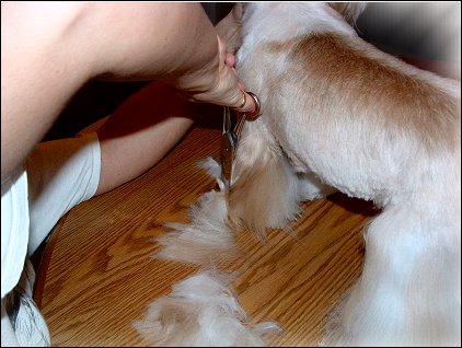 Image: Shih Tzu Cut Down