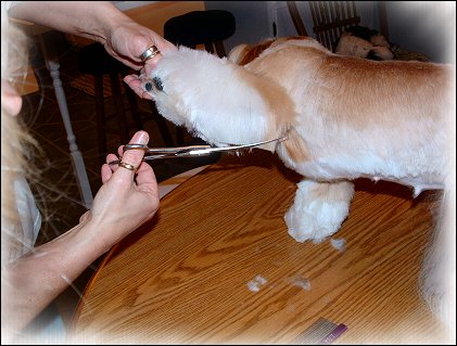 Image: Shih Tzu Cut Down