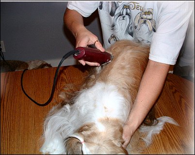 Image: Shih Tzu Cut Down