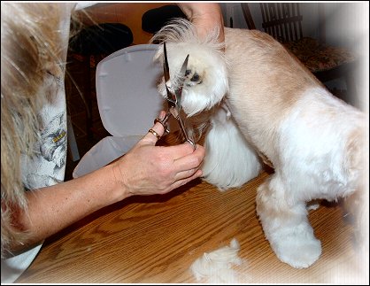 Image: Shih Tzu Cut Down