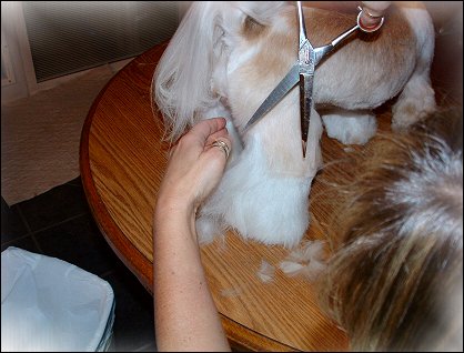 Image: Shih Tzu Cut Down