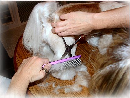 Image: Shih Tzu Cut Down