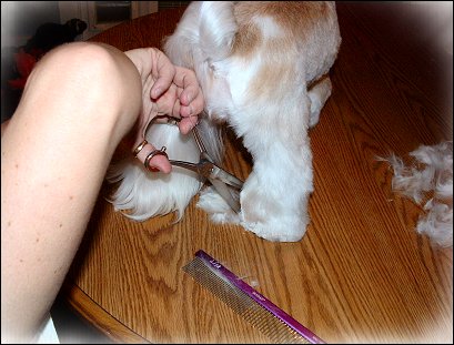 Image: Shih Tzu Cut Down
