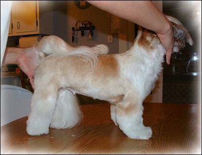 Image: Shih Tzu Cut Down