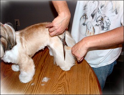 Image: Shih Tzu Cut Down