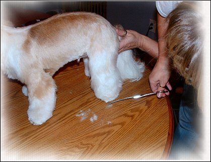Image: Shih Tzu Cut Down
