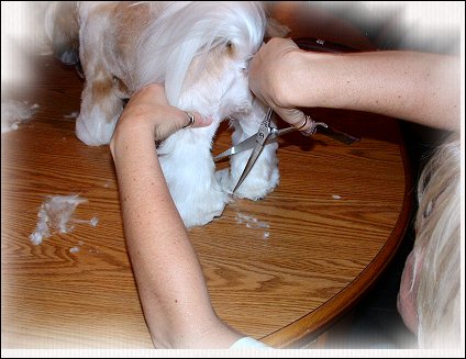 Image: Shih Tzu Cut Down