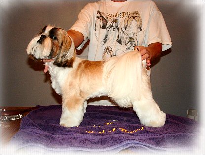 Image: Shih Tzu Cut Down