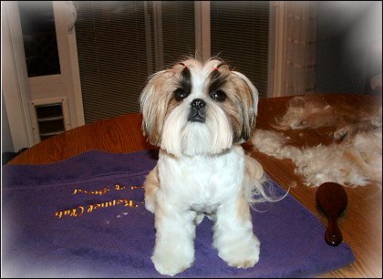 Image: Shih Tzu Cut Down