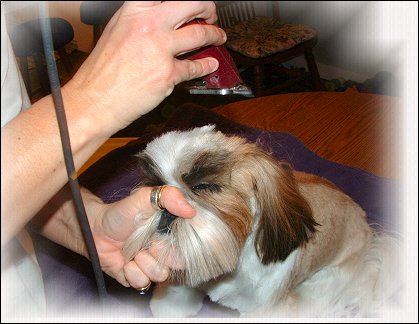 Image: Shih Tzu Cut Down