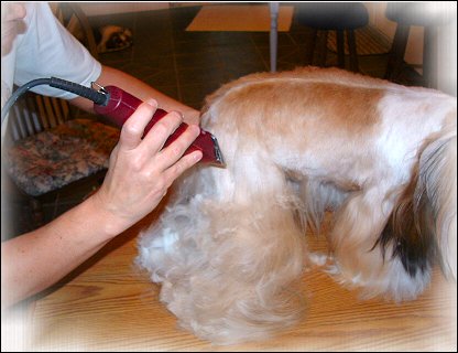 Image: Shih Tzu Cut Down