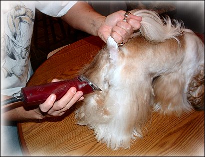 Image: Shih Tzu Cut Down