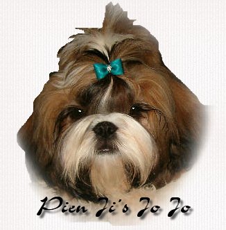 Baby Dog Shih Tzu-Pien Ji's Jo Jo