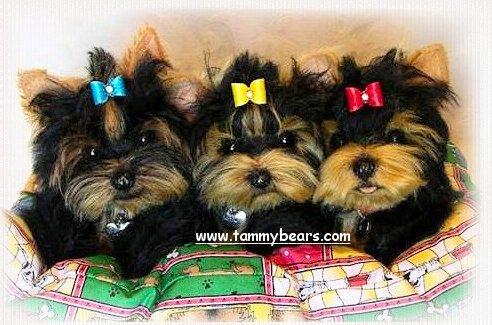 Puppy Babies