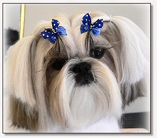 Shih tzu CH Beaukar's Tropical Hurricane