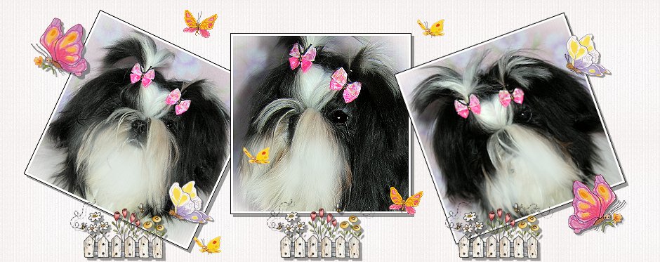 Shih Tzu- Cookie modeling Small Glitterfly Butterfly Dog Bow.