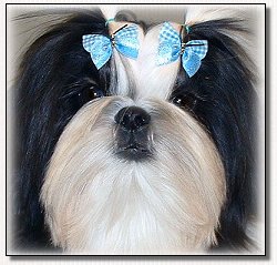 Shih Tzu- Champion Wenrick's Master of the Universe modeling large blue check Butterfly Bows.