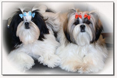 Shih Tzu- Champion Wenrick's Master of the Universe