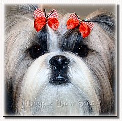 Shih Tzu -Glenwood Mr. Foo's  Dream Girlmodeling red check Butterfly Bows.