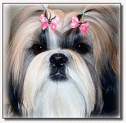 Shih Tzu -Glenwood Mr. Foo's  Dream Girl  