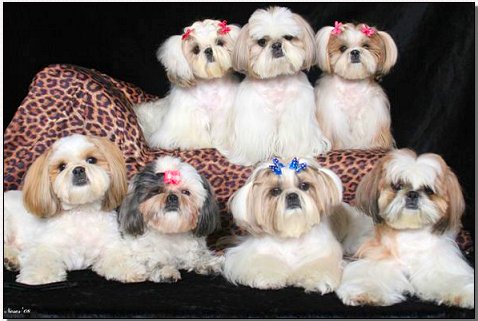 Group photo-shih tzu modeling Butterfly Bows.