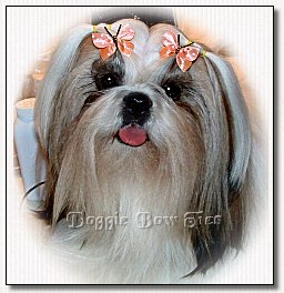 Shih Tzu Tao Regency's Livin In A Fog modeling Butterfly Bows large peach.