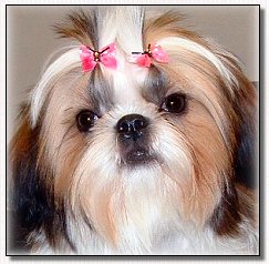  Shih tzu 