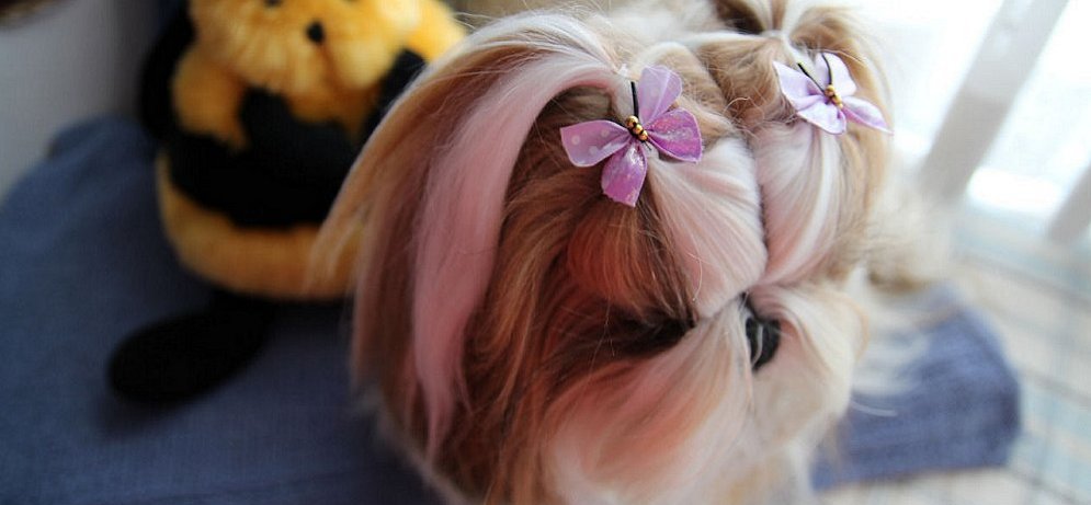 Shih Tzu Winnie~ Wearing Butterfly dog bows~Lilac full size dog bows