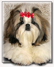 Shih Tzu Ultra's Heartbreak Kid modeling Butterfly Bows.