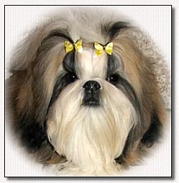 Shih Tzu Ultra's Heartbreak Kid modeling Butterfly Bows small yellow.