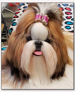 Shih Tzu~Ascher SarJan's Strip That Down Girl